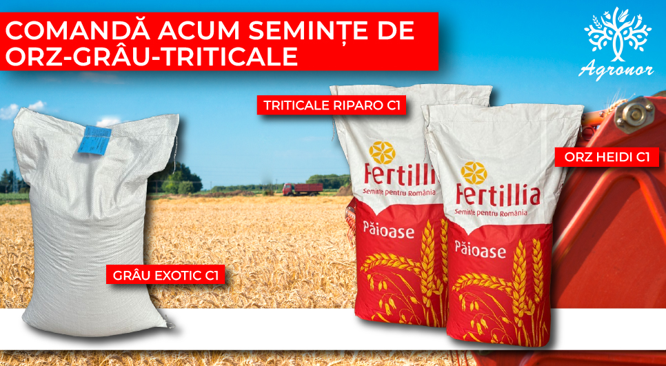 Seminte cultura mare - orz, grau, triticale